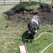 animaux fleurs lisch