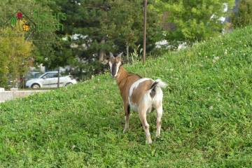 Animaux Fleurs Lisch