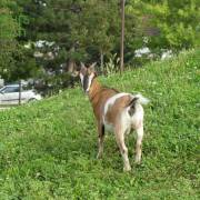 Animaux Fleurs Lisch