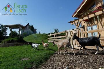 Animaux Fleurs Lisch