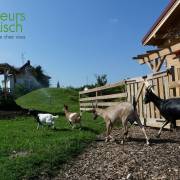 Animaux Fleurs Lisch