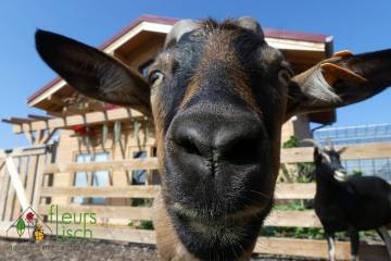 Animaux Fleurs Lisch