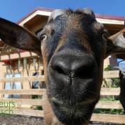 Animaux Fleurs Lisch