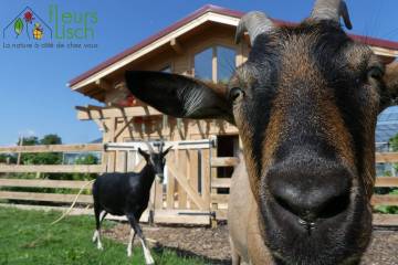 Animaux Fleurs Lisch