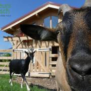 Animaux Fleurs Lisch