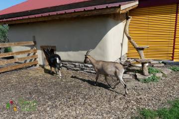 Animaux Fleurs Lisch