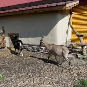Animaux Fleurs Lisch