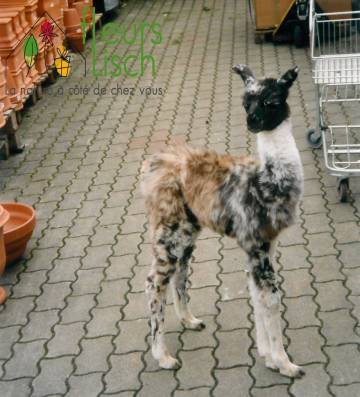 Animaux Fleurs Lisch