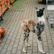 Animaux Fleurs Lisch