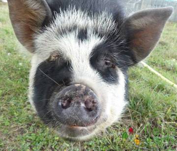 Animaux Fleurs Lisch