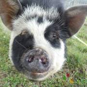 Animaux Fleurs Lisch