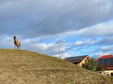 Animaux Fleurs Lisch
