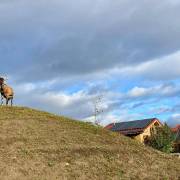 Animaux Fleurs Lisch