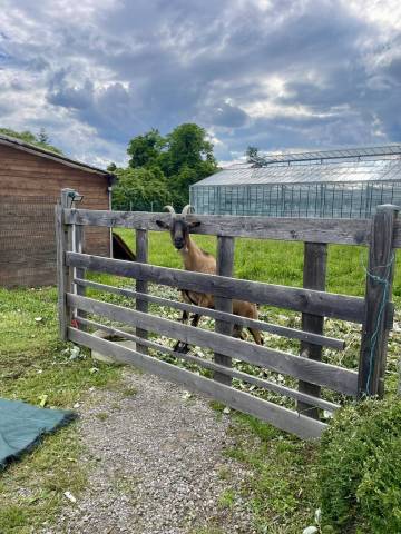 Animaux Fleurs Lisch