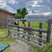 Animaux Fleurs Lisch