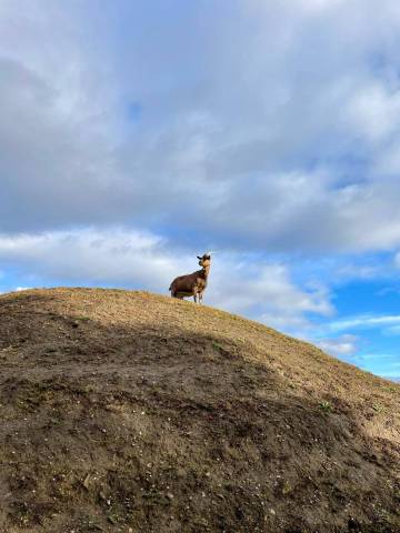 Animaux Fleurs Lisch