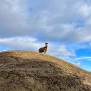 Animaux Fleurs Lisch