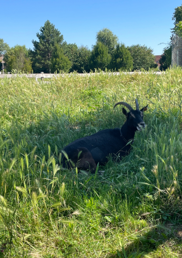 Animaux Fleurs Lisch