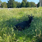 Animaux Fleurs Lisch