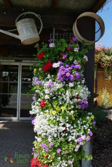 Plantes annuelles Fleurs Lisch