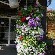 Plantes annuelles Fleurs Lisch