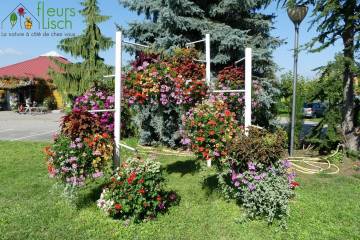 Plantes à massifs Fleurs Lisch