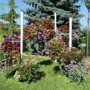 Plantes à massifs Fleurs Lisch