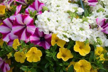 Plantes de balcon Fleurs Lisch