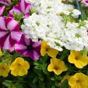 Plantes de balcon Fleurs Lisch