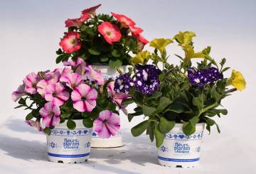 Surfinia Fleurs Lisch