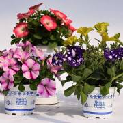 Surfinia Fleurs Lisch