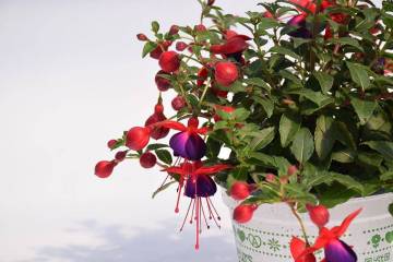 Fuschia Fleurs Lisch