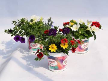 Plantes de balcon Fleurs Lisch