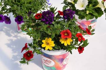 Plantes de balcon Fleurs Lisch