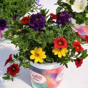 Plantes de balcon Fleurs Lisch