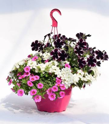 Plantes de balcon Fleurs Lisch