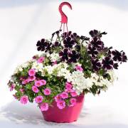 Plantes de balcon Fleurs Lisch