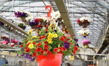 Plantes de balcon Fleurs Lisch