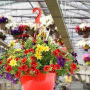 Plantes de balcon Fleurs Lisch