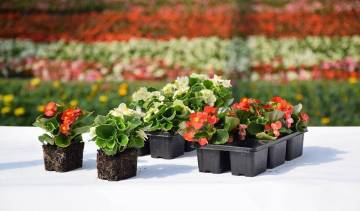 Plantes de balcon Fleurs Lisch