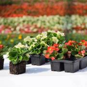 Plantes de balcon Fleurs Lisch