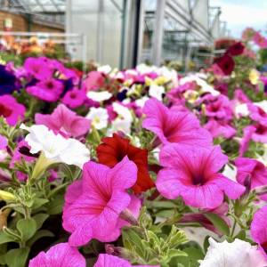 Fleurs d'été et de printemps