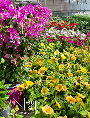 Plantes fleuries Annuelles