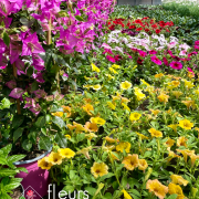 Plantes fleuries Annuelles