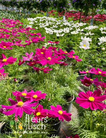 Plantes fleuries Annuelles