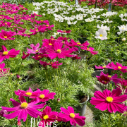 Plantes fleuries Annuelles