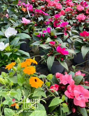 Plantes fleuries Annuelles