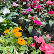 Plantes fleuries Annuelles