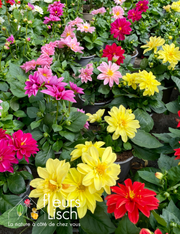 Plantes fleuries Annuelles