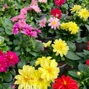 Plantes fleuries Annuelles